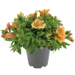 Alstroemeria, In 19cm-pot